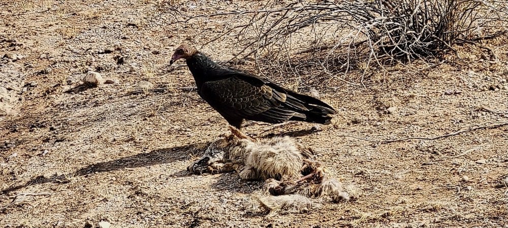 Juvenile turkey vulture near Saddle Mountain by Chris Bowman-Prideaux/Bureau of Land Management is available through Publc Domain.